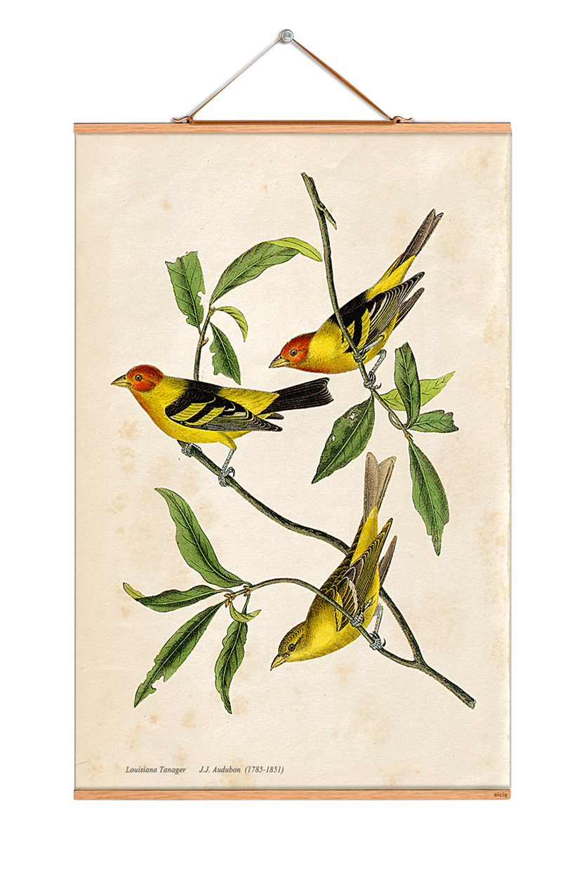 John James Audubon Poster No 116 eicie SINGLE PIECES