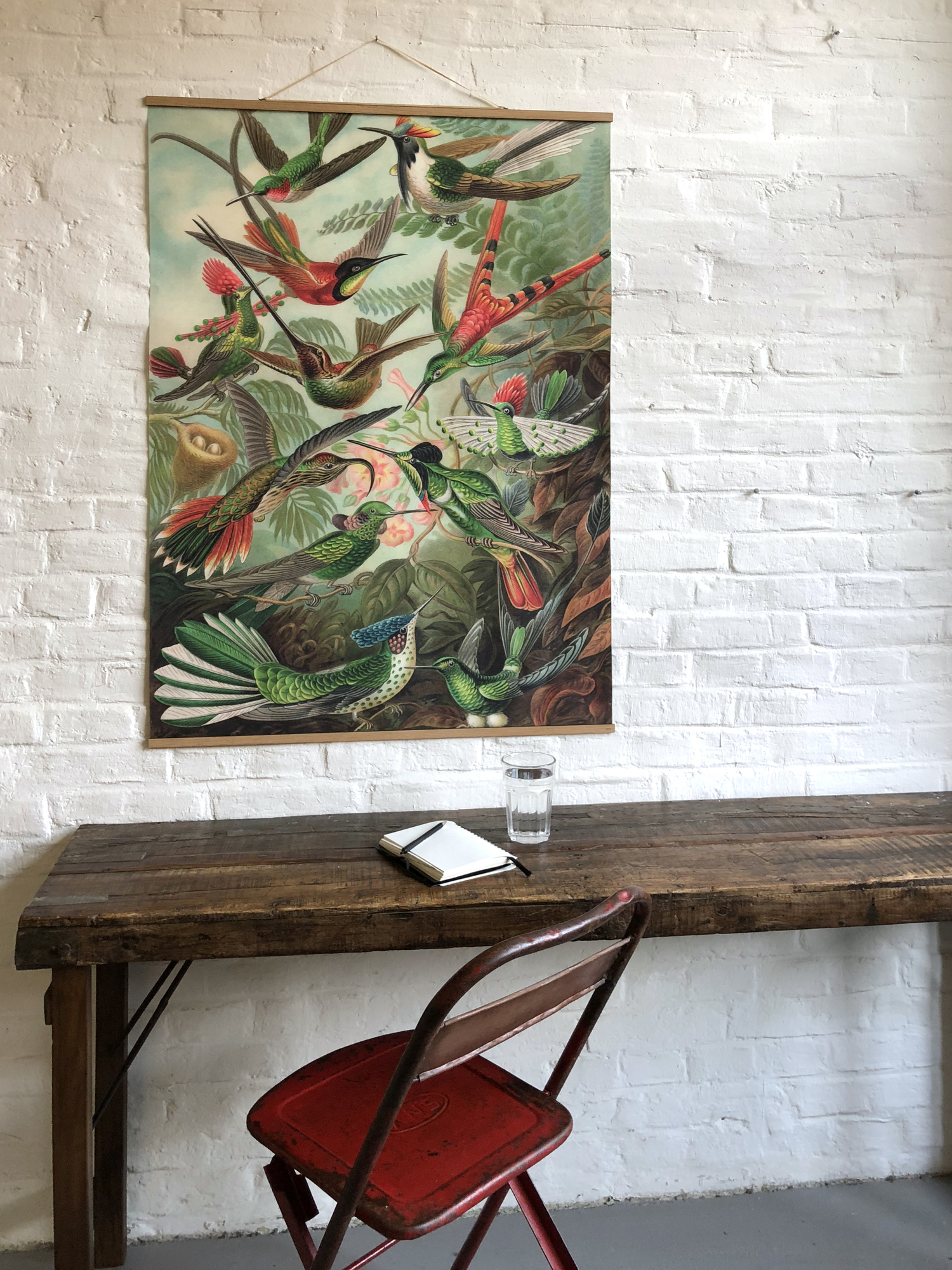 Birds South America Poster No 98 eicie SINGLE PIECES