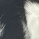 Black and white cowhide
