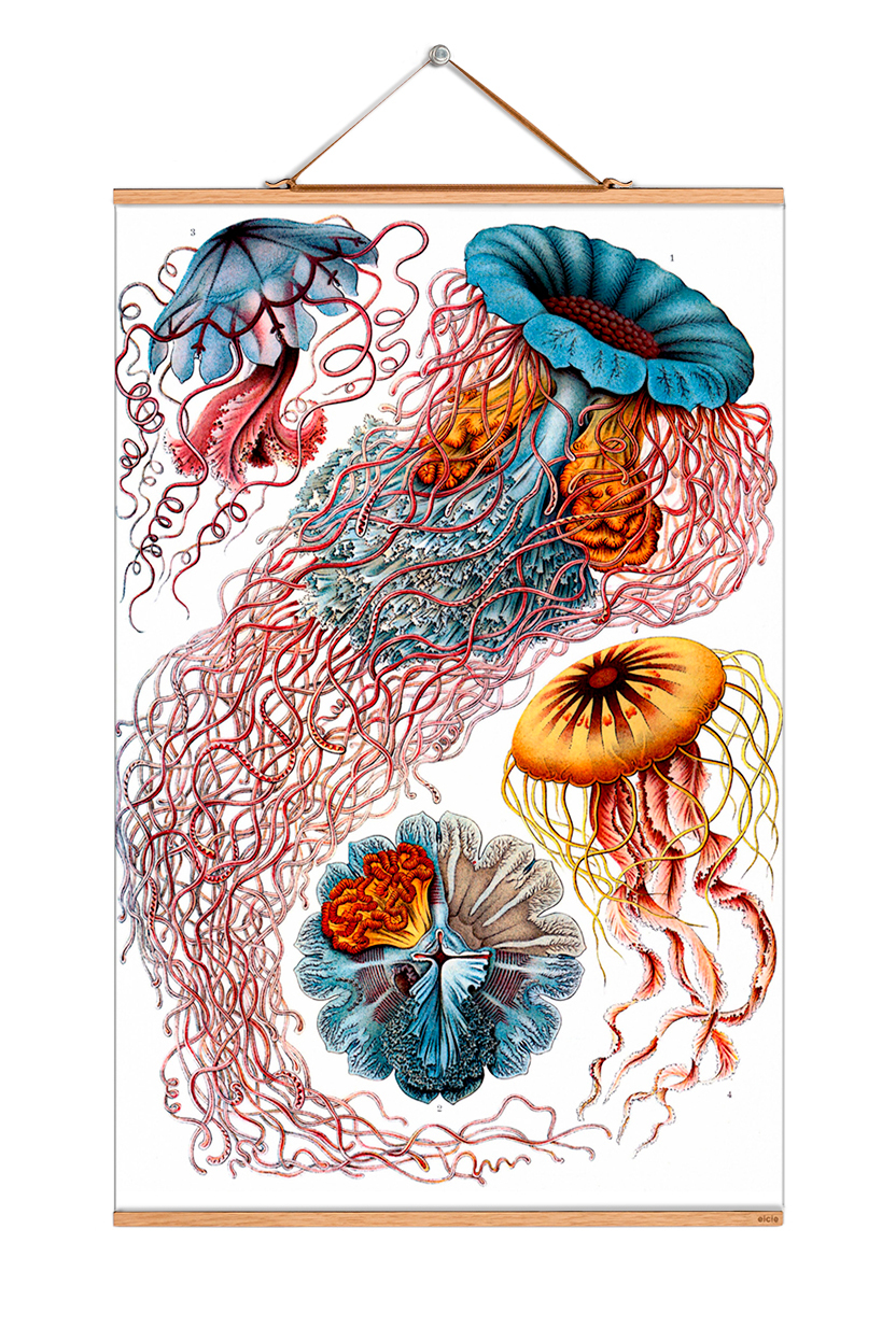 Ernst Heinrich Philipp August Haeckel Poster No 14 eicie SINGLE PIECES