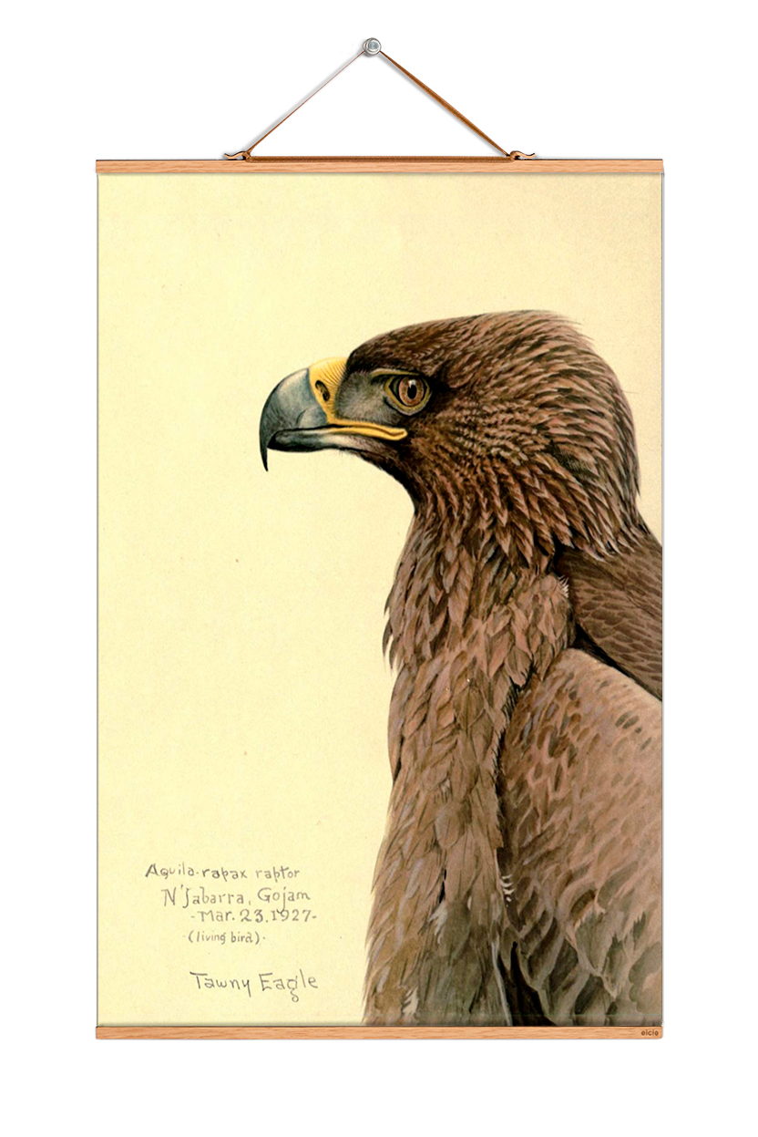 Louis Agassiz Fuertes Posters No 218 eicie