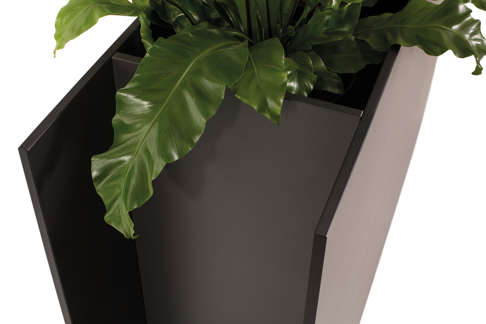 Sotomon Planter Conmoto