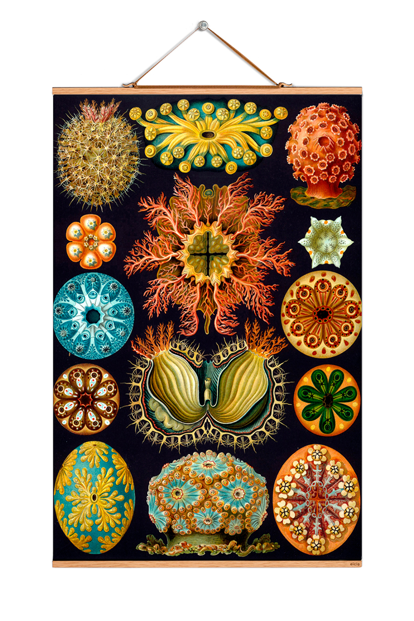 Ernst Heinrich Philipp August Haeckel Poster No 07 eicie SINGLE PIECES
