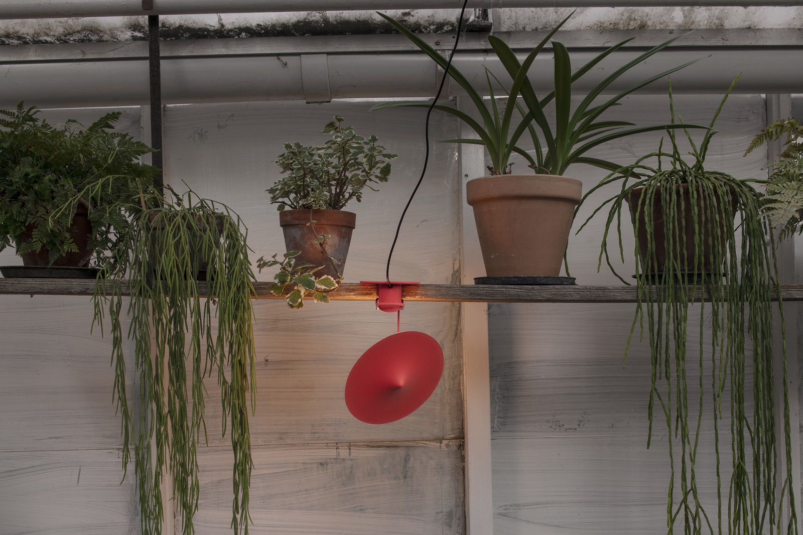 Rote w153 ële Klemmleuchte von Wästberg zwischen Zimmerpflanzen auf einem Regal, modernes Design für Wohnraumbeleuchtung.