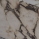 Rose Marble Calatta Viola