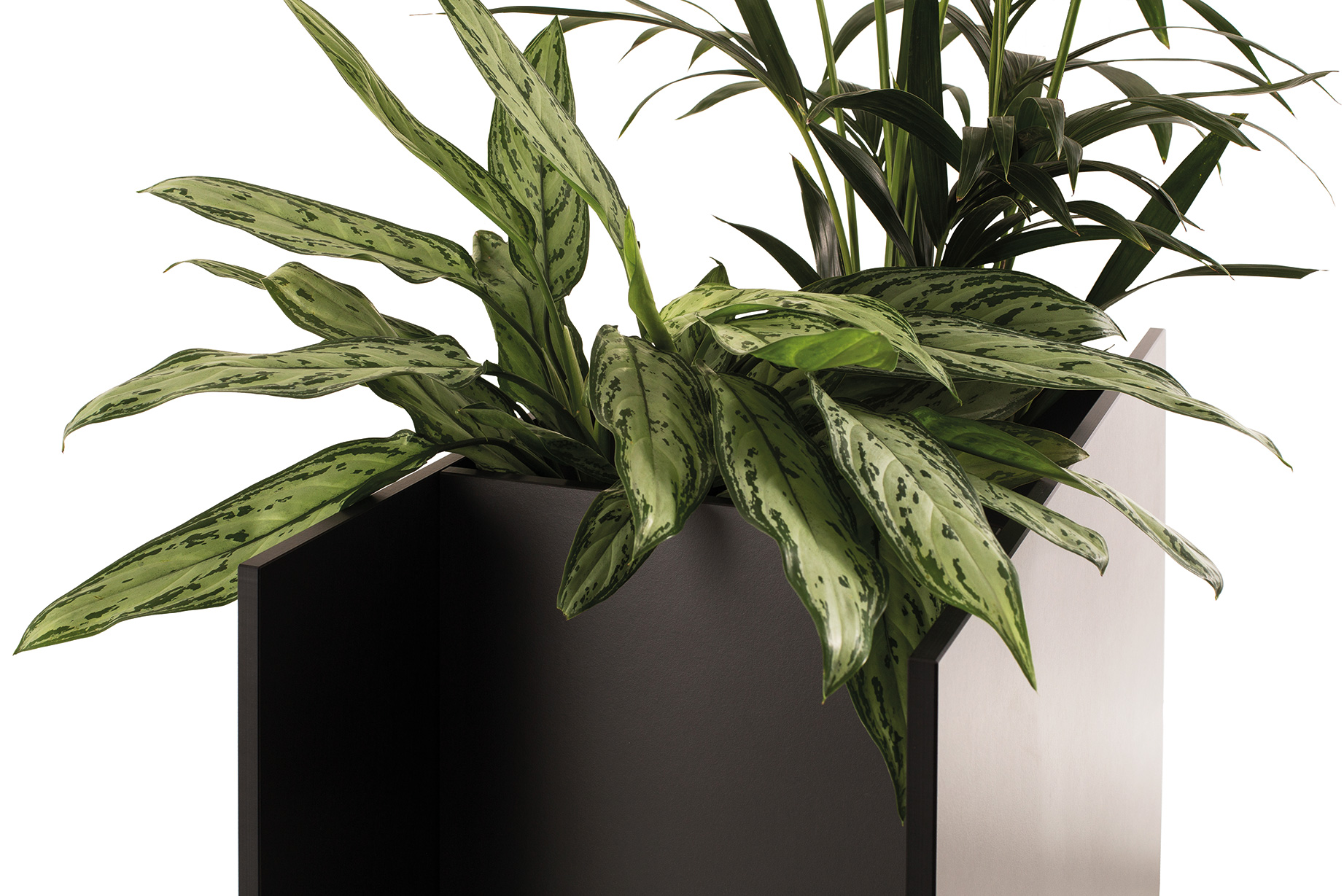 Sotomon Planter Conmoto