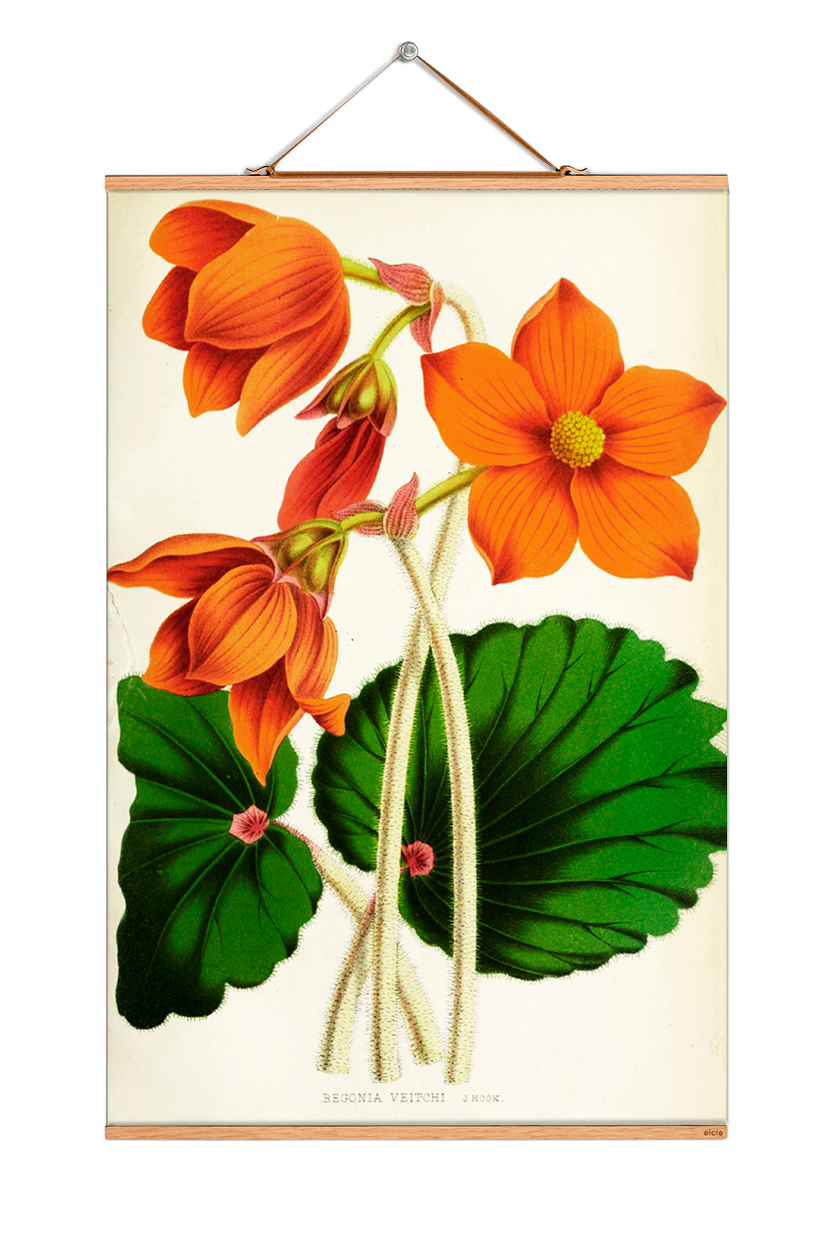 Flowers Posters eicie SINGLE PIECES