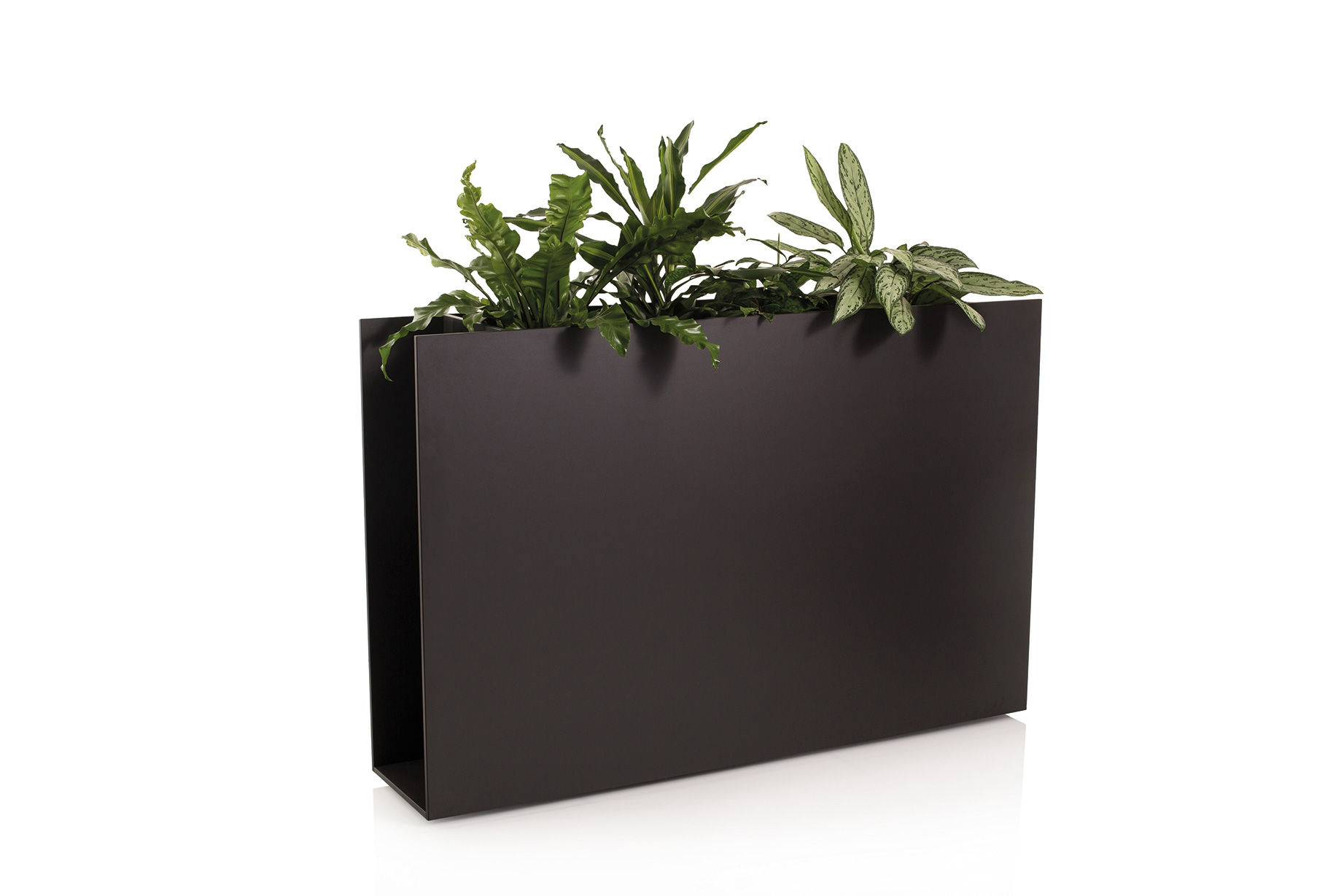 Sotomon Planter Conmoto