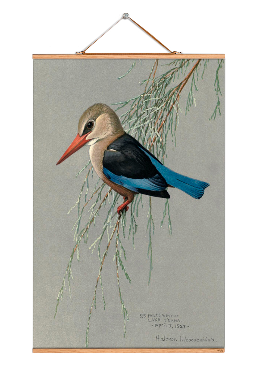 Louis Agassiz Fuertes Posters No 225 eicie SINGLE PIECES