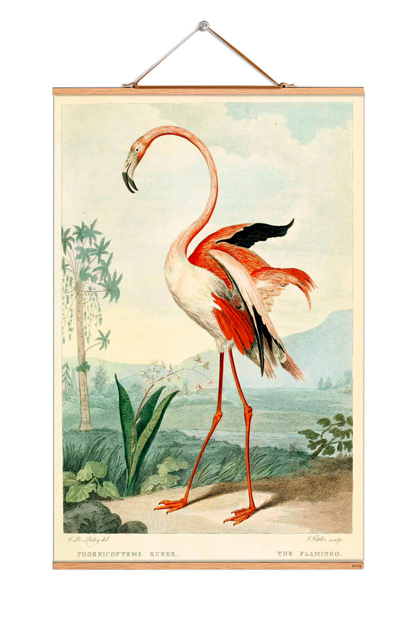 Birds South America Poster No 98 eicie SINGLE PIECES