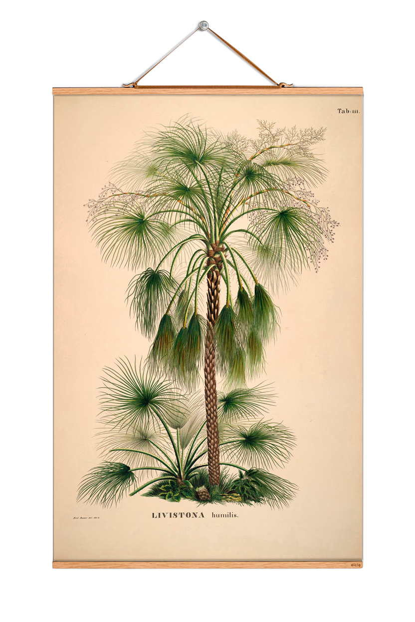 Palm Trees South America Poster No 89 eicie SINGLE PIECES