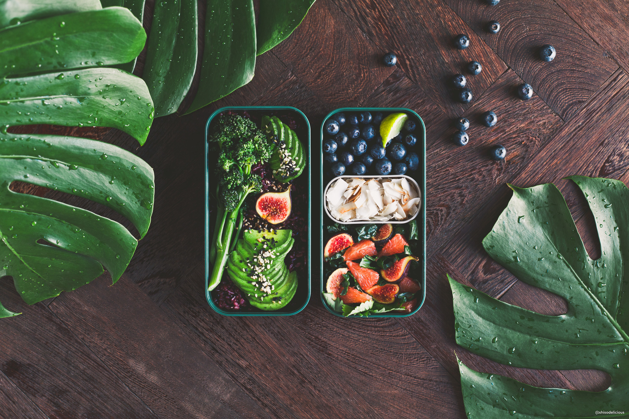 MB Original Jungle Lunch Box Monbento SINGLE PIECES