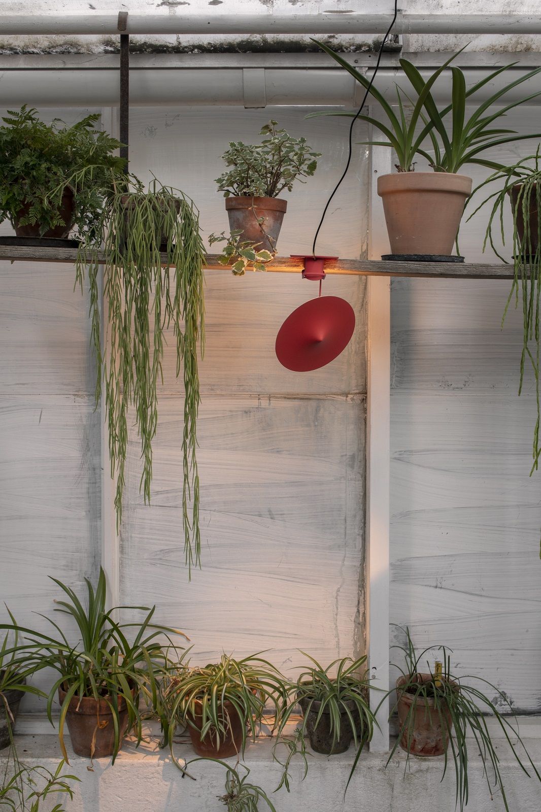 Rote w153 ële Klemmleuchte von wästberg zwischen Zimmerpflanzen auf einem Regal, modernes Design für Wohnraumbeleuchtung.
