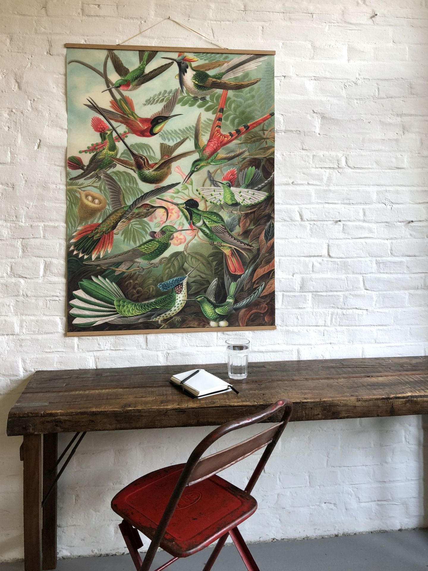 Birds South America Poster No 98 eicie SINGLE PIECES