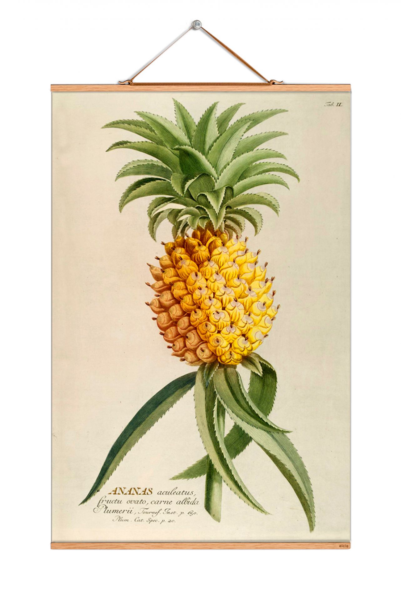 Fruits Poster NO 100 eicie SINGLE PIECES