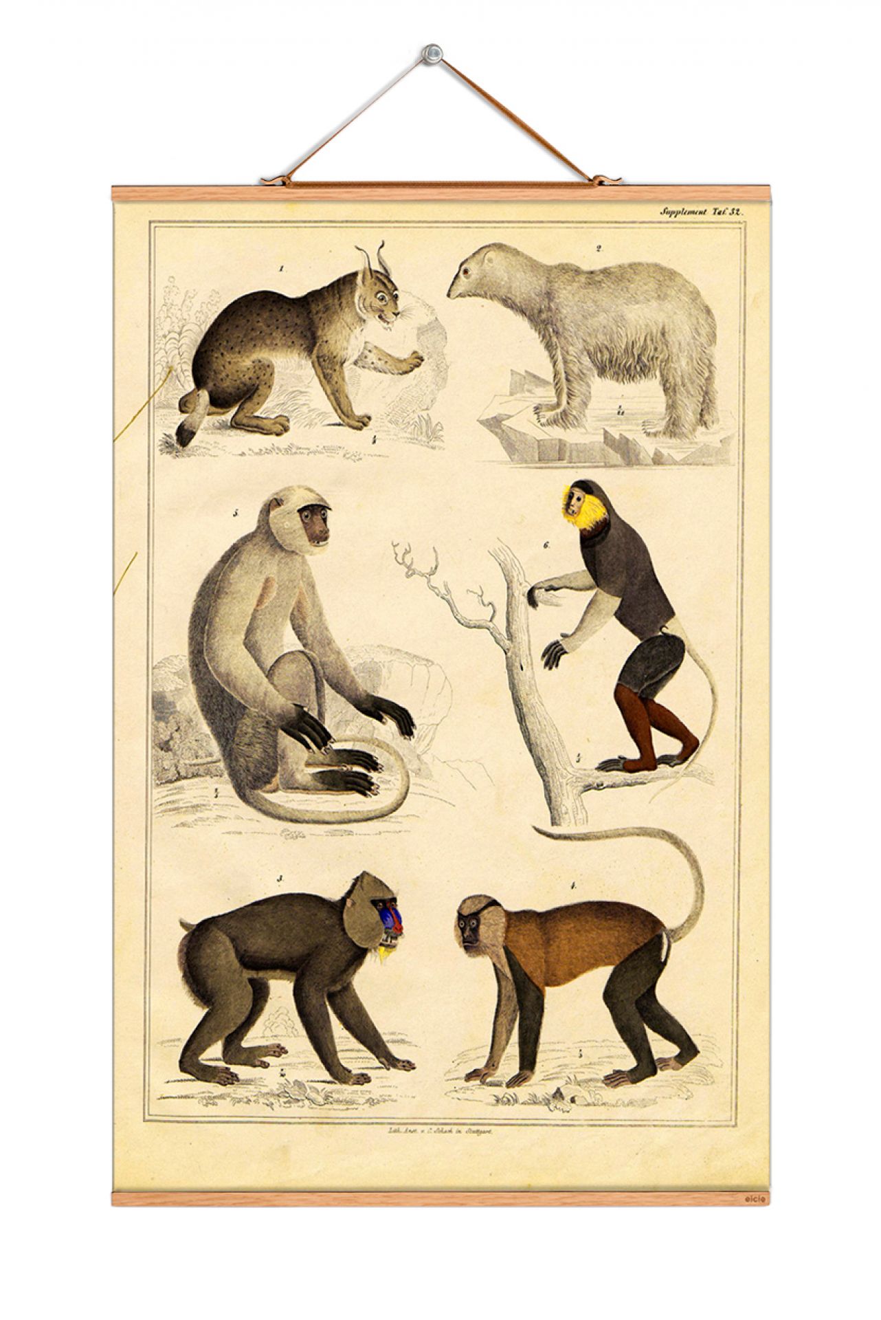 Animals Poster No 126 eicie SINGLE PIECES