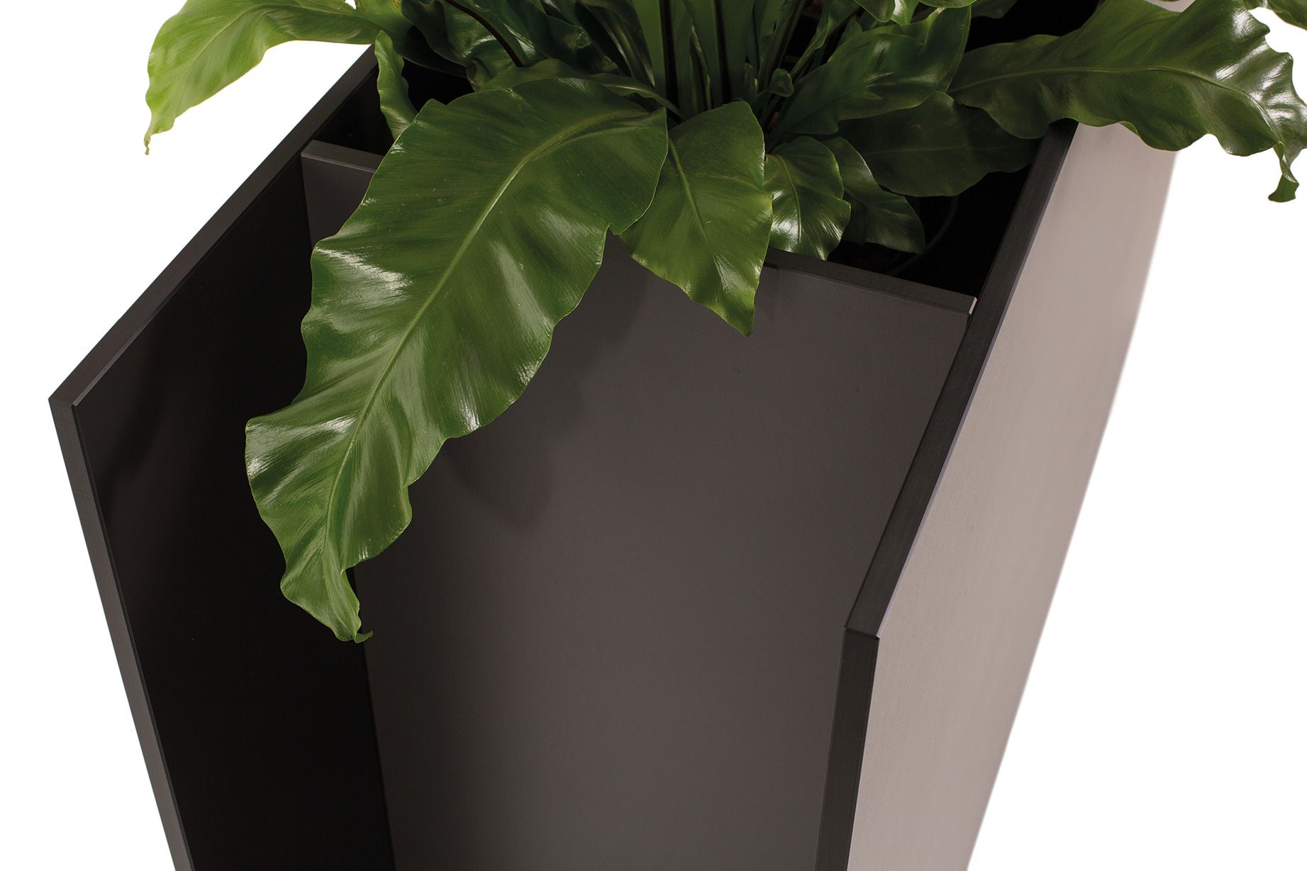 Sotomon Planter Conmoto
