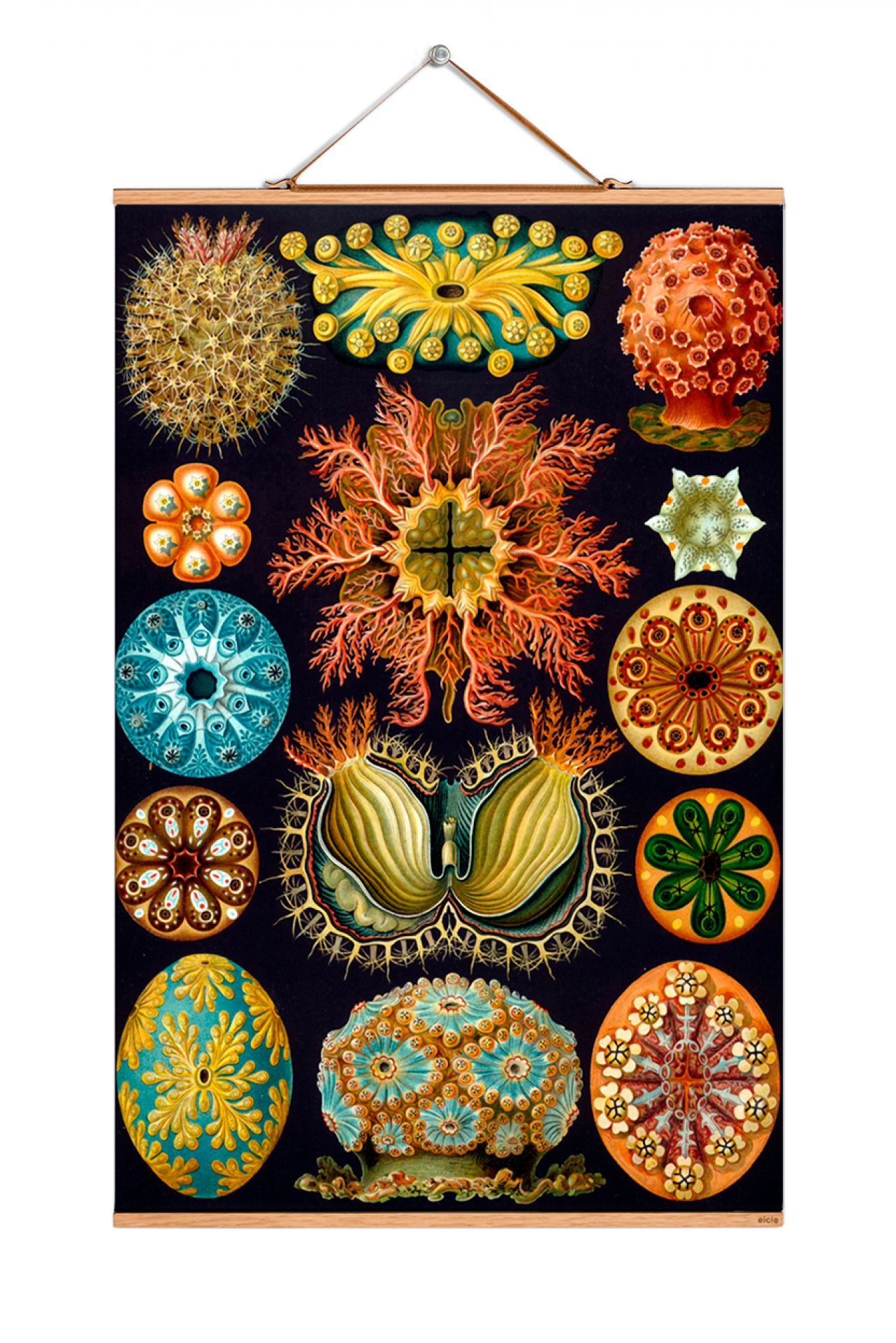 Ernst Heinrich Philipp August Haeckel Poster No 07 eicie SINGLE PIECES
