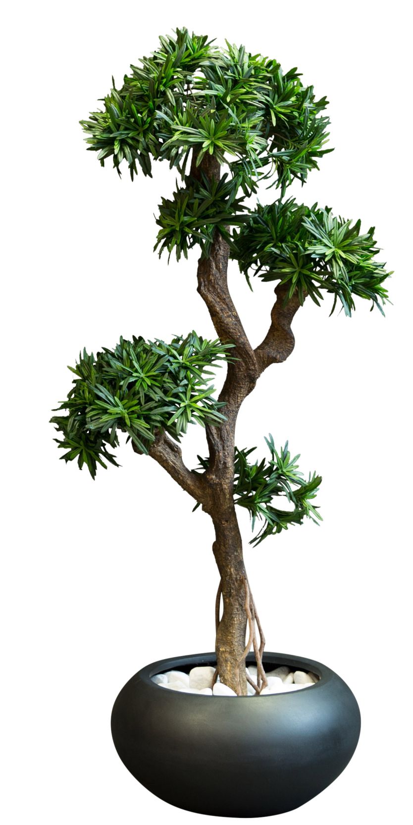 Kyoto Podocarpus (Bonsai) Artificial Plant Tanaman  