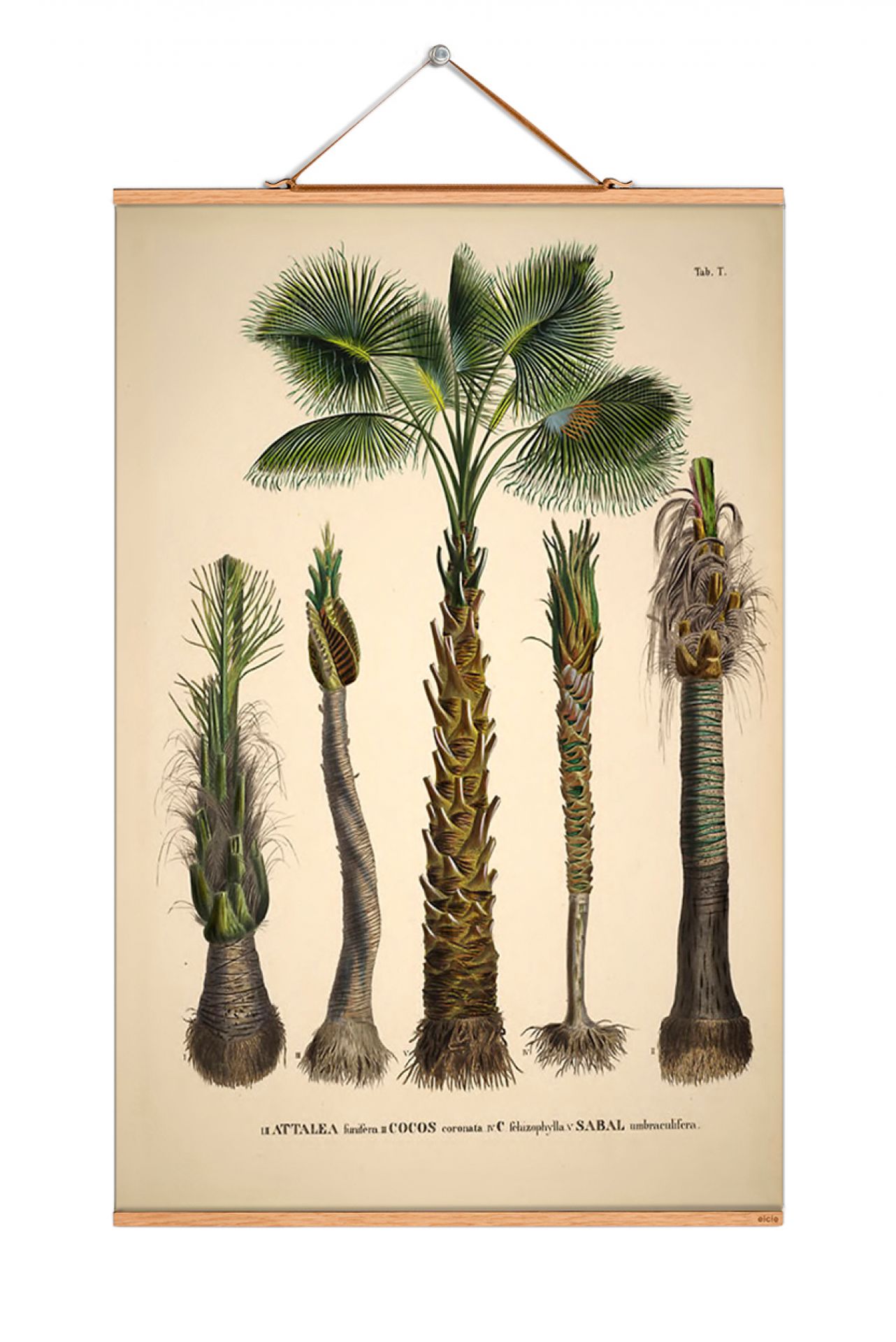 Palm Trees South America Poster No 89 eicie SINGLE PIECES