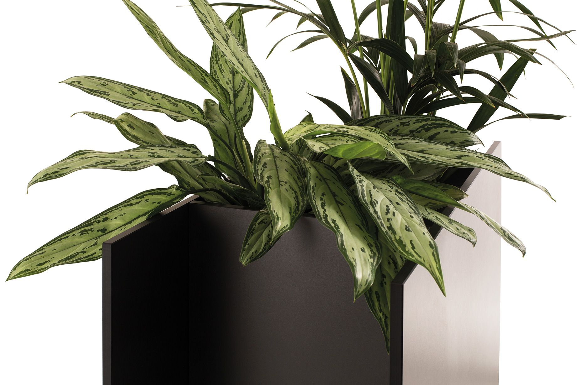 Sotomon Planter Conmoto