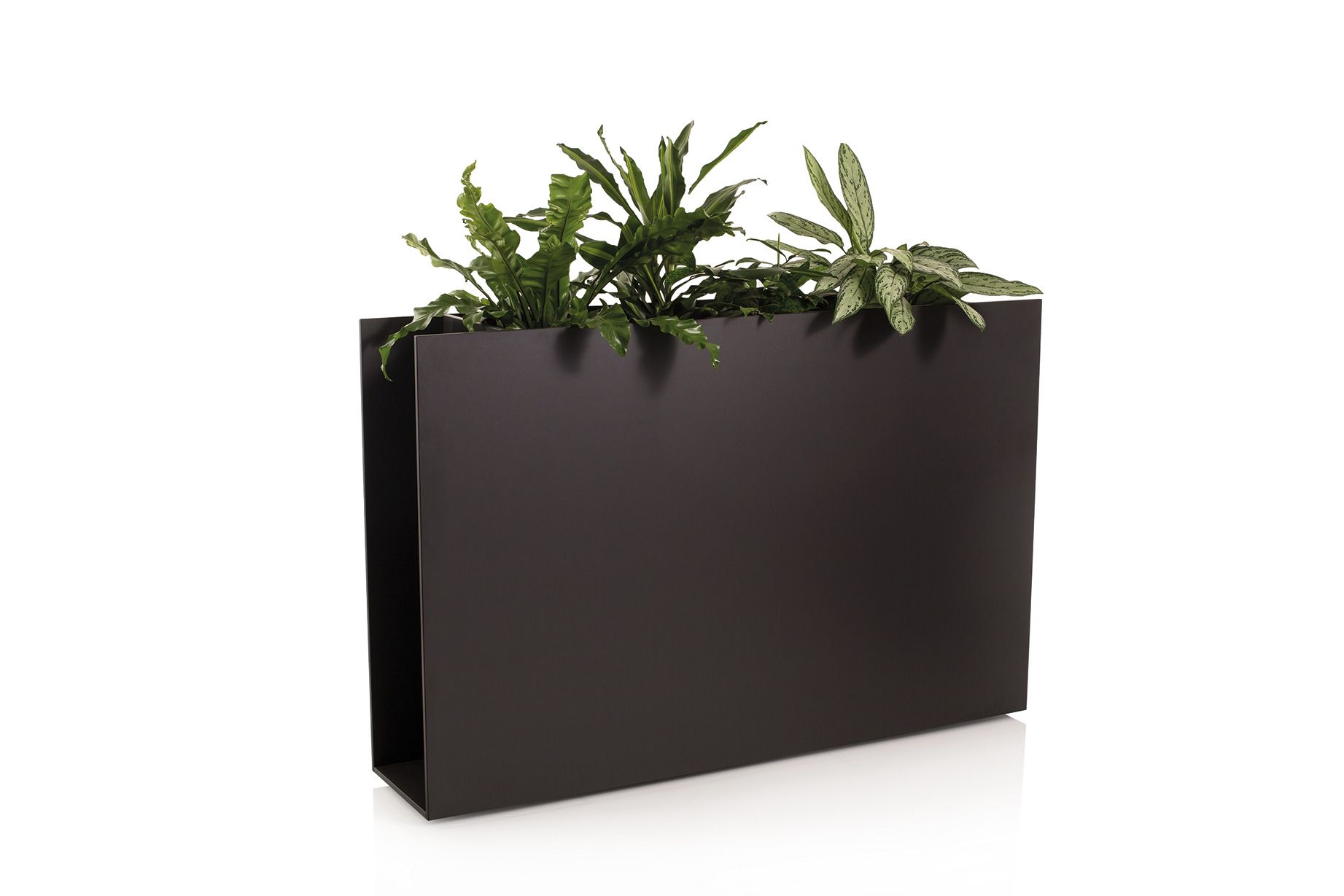 Sotomon Planter Conmoto