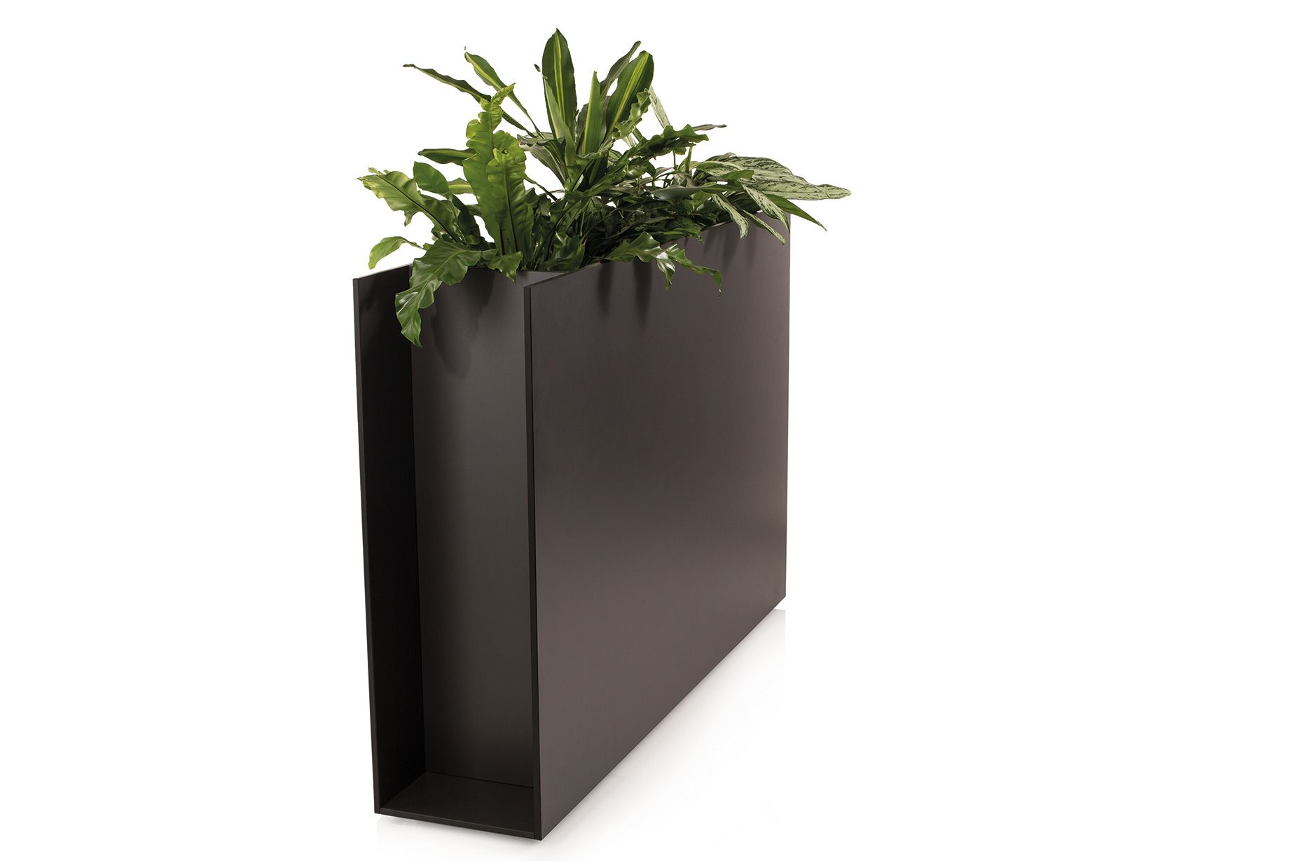 Sotomon Planter Conmoto