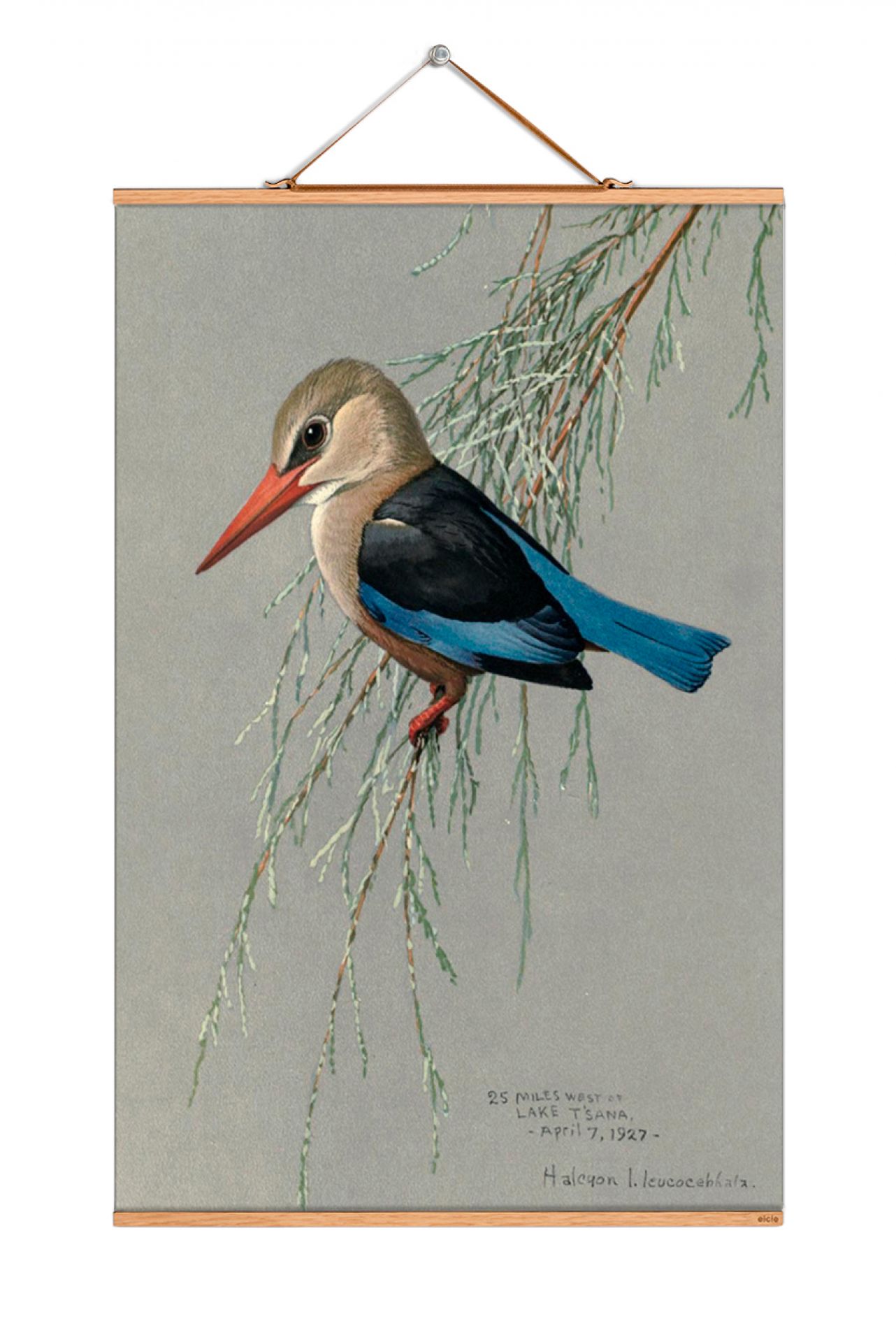 Louis Agassiz Fuertes Posters No 225 eicie SINGLE PIECES