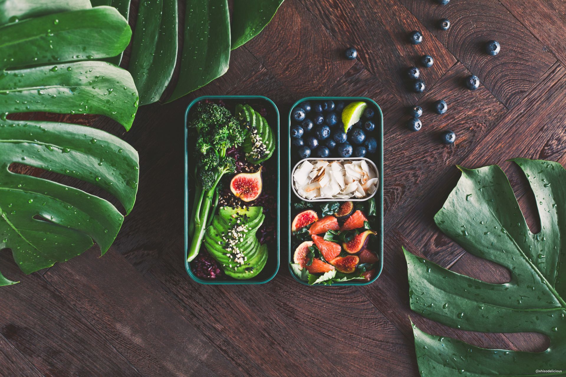 MB Original Jungle Lunch Box Monbento SINGLE PIECES